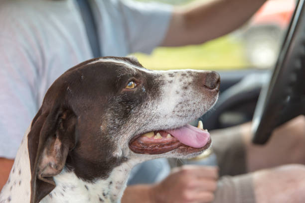 istock German Shorthaired Pointer Dog Riding in Car 1075269108