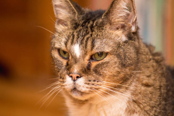 istock Old House Cat with White, Brown, and Black Fur 1075269436