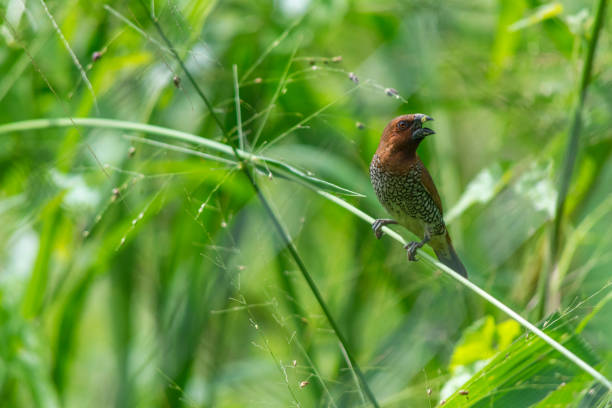 istock Small brown bird on a green grass 1075270150