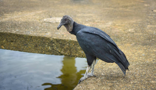 istock Black vulture (Coragyps atratus) AKA American black vulture. 1075272270