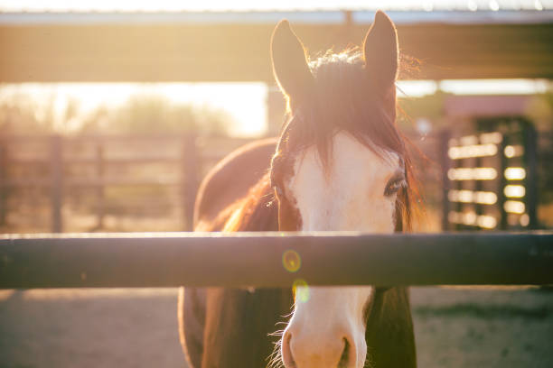 Horse in Stable, Beautiful Horse, Portrait of Horse stock photo