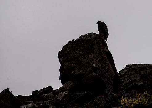 silhouette, eagle, perched