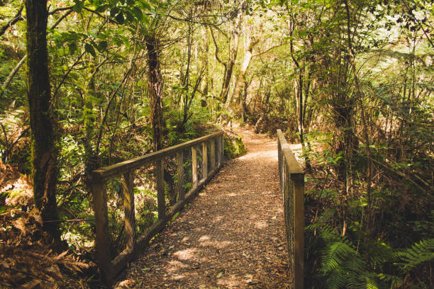 istock Nature Forest Wood Adventure 1075280080