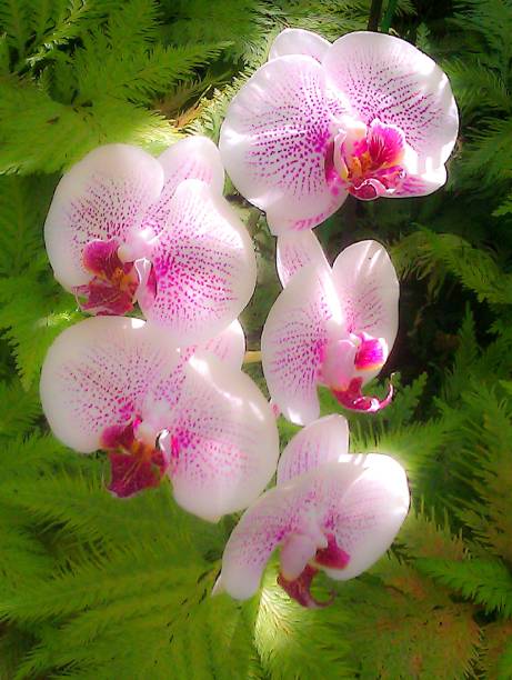 orquídea - hawaiian orchid fotografías e imágenes de stock