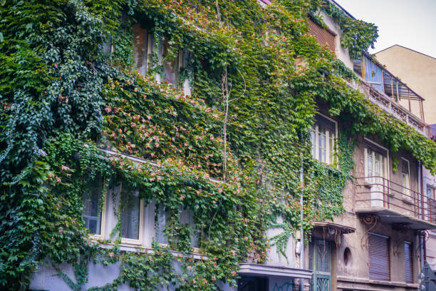 istock Old buildings covered in ivy 1075282888