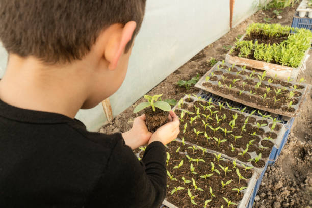 istock Little boy holding cucumber seed 1075283378