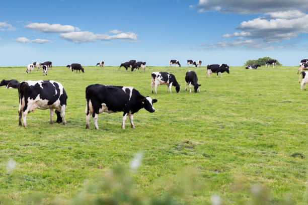 istock Perfect farm cows on a green meadow 1075289120