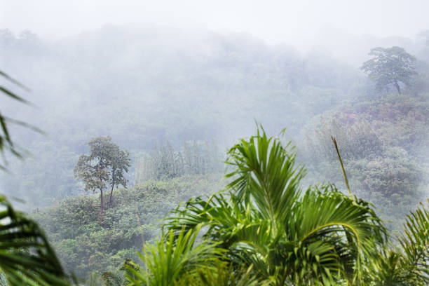 istock Tropic forest in rain and mist fog 1075292634