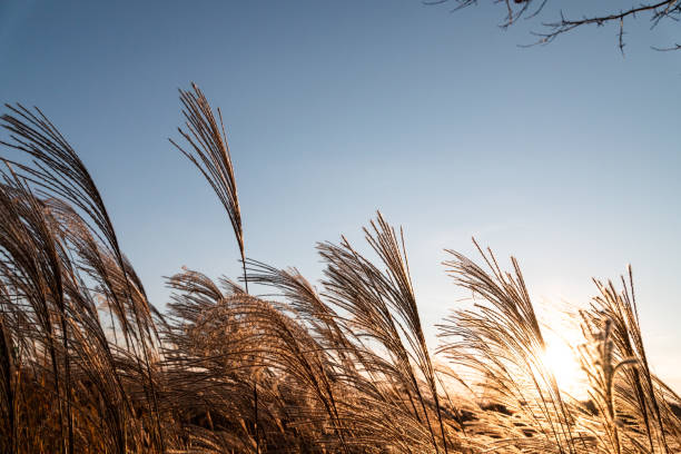 istock Reeds in the sunset 1075293196