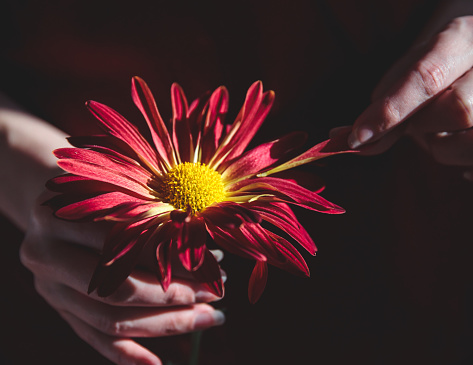 A Series about flowers getting picked