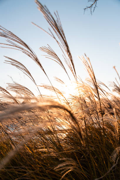istock Reeds in the sunset 1075293752