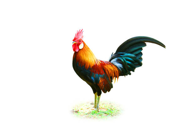 istock Close-up chicken isolated studio shot with clipping path on white 1075296100