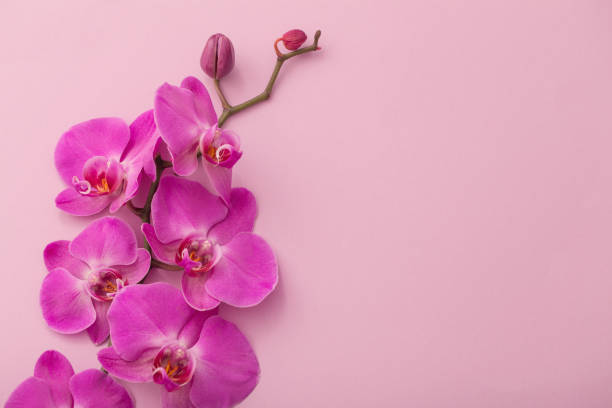 красивые цветы орхидеи - flower purple macro bud стоковые фото и изображения