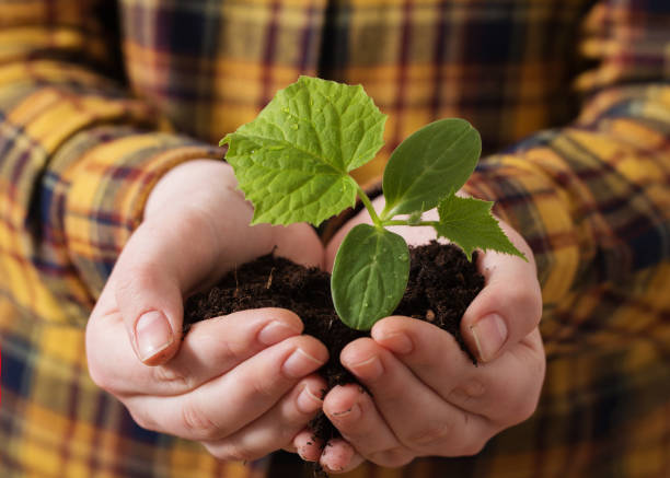 istock child hand with cucumber seedlings 1075305606