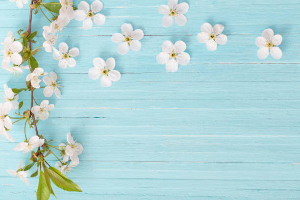 istock spring flowers on blue wooden background 1075305674