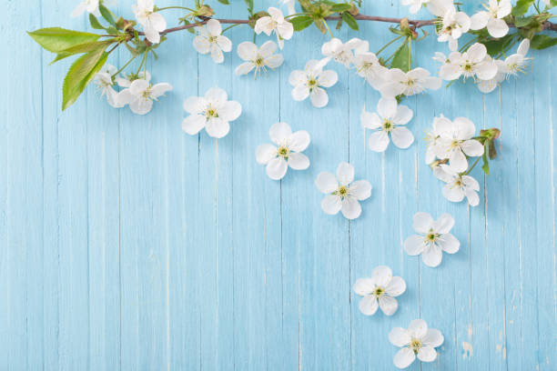 istock spring flowers on blue wooden background 1075305676