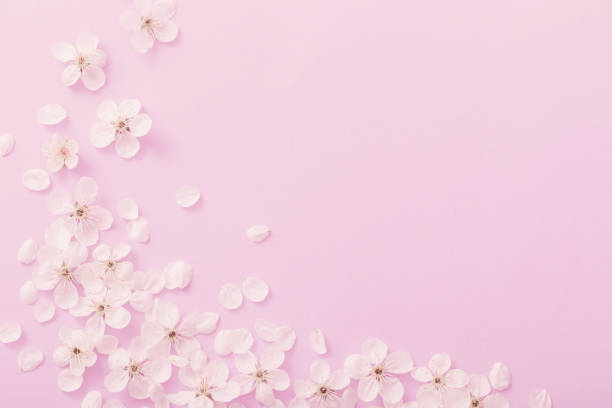 istock cherry flowers on paper background 1075305682