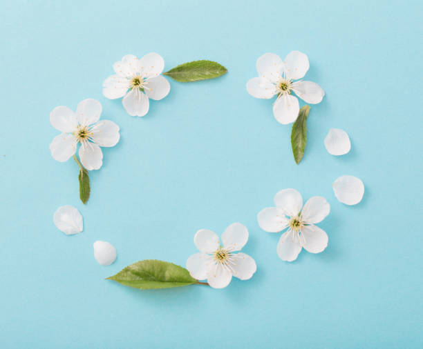 istock cherry flowers on paper background 1075305694