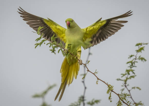 istock Isolated green parrot in the wild- Israel 1075306076