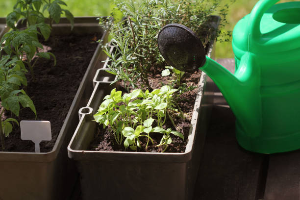 istock Vegetable garden on a terrace. Herbs, tomatoes seedling growing in container 1075306886