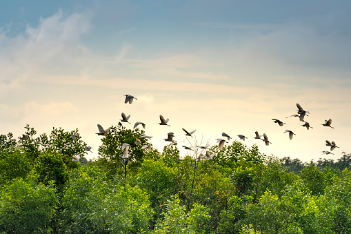 a flock stork were flying over the forest