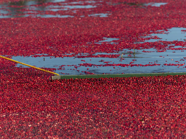 istock Cranberries in Cranberry Bog with Wood Boom Collecting Them 1075325236