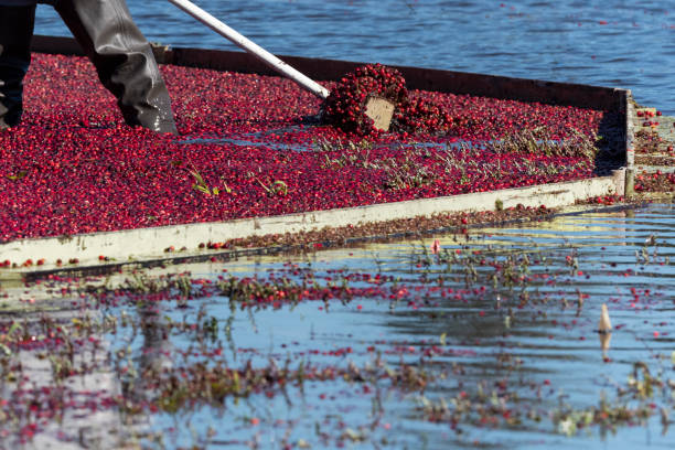 istock Person Raking Cranberries in Cranberry Bog 1075325394