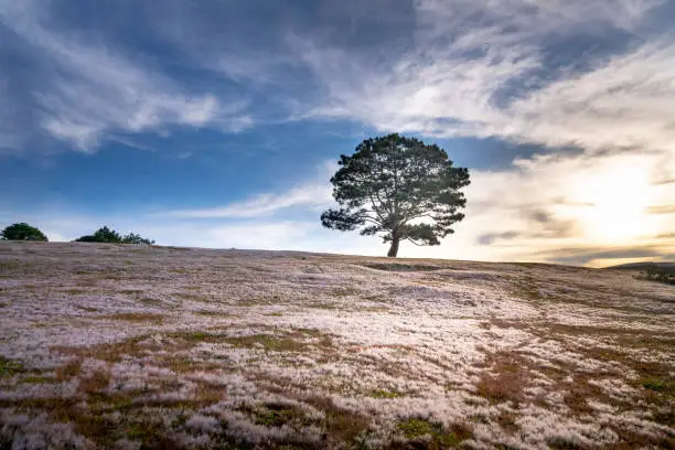 Photo of pink grass hill contrast with green tree make the wonderful scene for DaLat tourism