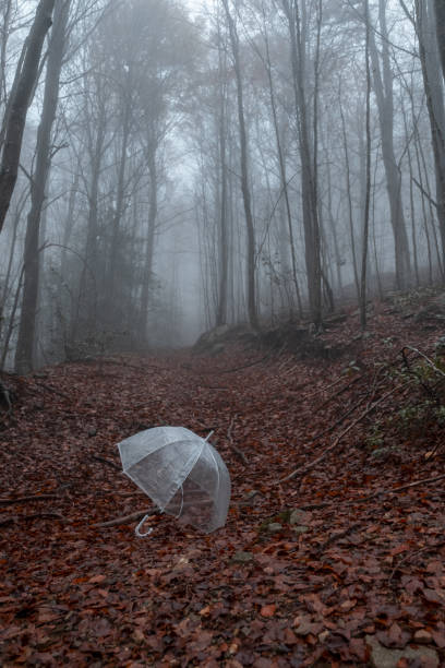 istock Transparent umbrella in a foggy forest 1075330024