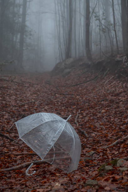 istock Transparent umbrella in a foggy forest 1075330246