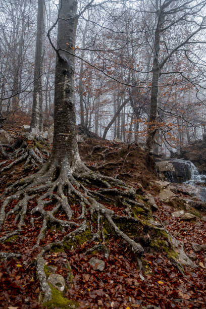 istock roots of tree in montseny mountain 1075332548