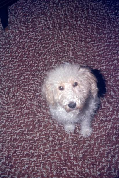 istock White dog on gray-brown carpet 1075333144