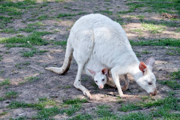 istock albino western grey kangaroo with  joey 1075336962