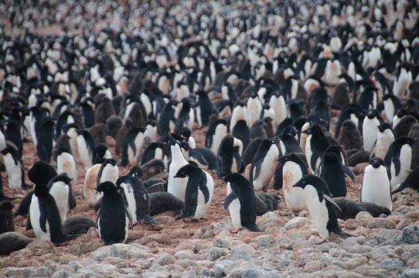 istock Adelie Penguins on Paulet Island 1075338768