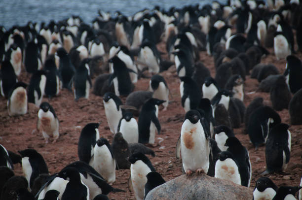 istock Adelie Penguins on Paulet Island 1075338818