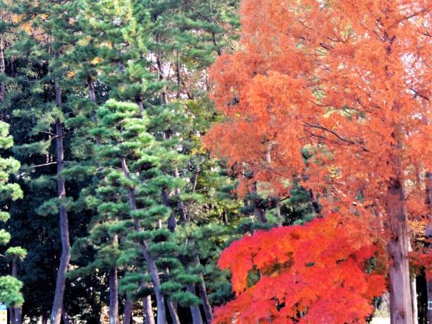red maple and green pine trees - tree area japanese fall foliage japanese maple autumn imagens e fotografias de stock