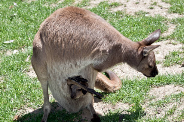 istock Western grey kangaroo with joey 1075357734