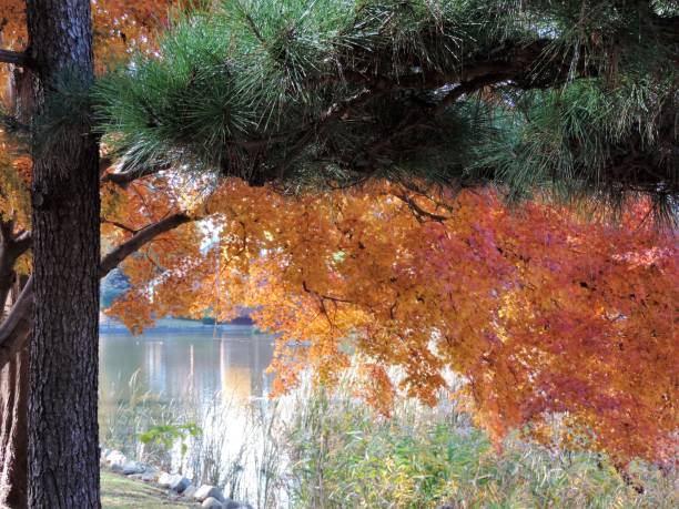 red maple and green pine - tree area japanese fall foliage japanese maple autumn imagens e fotografias de stock