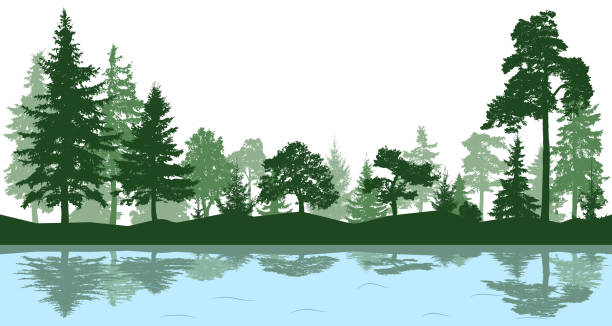 ilustrații de stoc cu pădure, parc, alee. peisaj de copaci izolați. reflectarea copacilor în apă. vector siluetă - lac