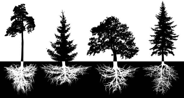 illustrations, cliparts, dessins animés et icônes de ensemble d’arbres avec des racines, silhouette vecteur. les essences forestières, pin, sapin, épicéa, chêne - pine tree illustrations