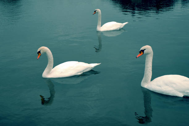 istock Gorgeous swans at the deep blue alps lake 1075365610