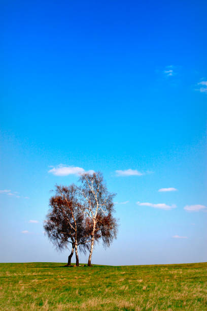 istock Early spring panoramic landscape of meadow with lonely birch 1075371098