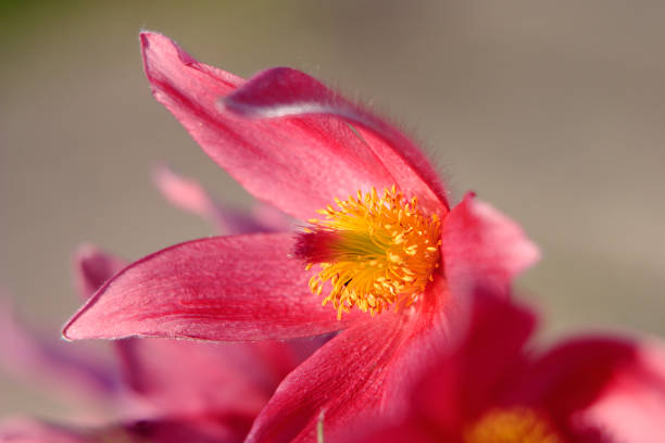 istock Blooming Eastern Pasque flower in spring season in a botanical garden 1075373564