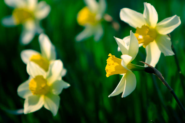 istock Blooming Narcissus flowers in a botanical garden 1075373782