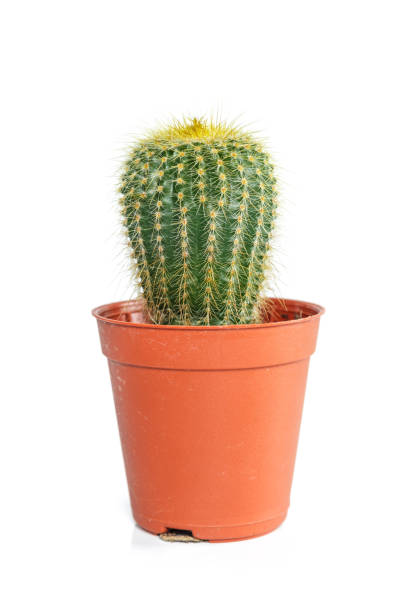 istock cactus in orange pot on white background. 1075374326
