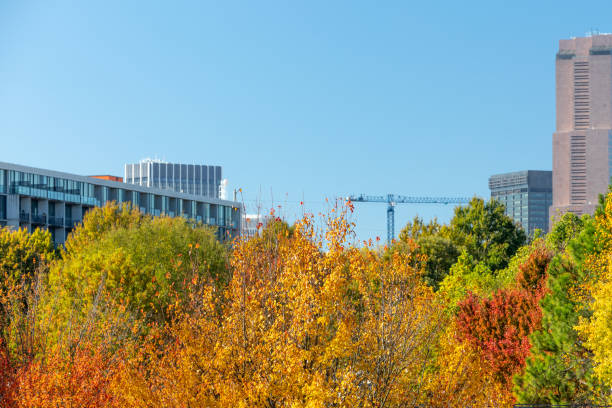 istock Autumn colored trees masking the city skyline. 1075379414