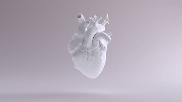 White Heart Anatomical White Heart Anatomical 3d illustration 3d render aorta photos stock pictures, royalty-free photos & images
