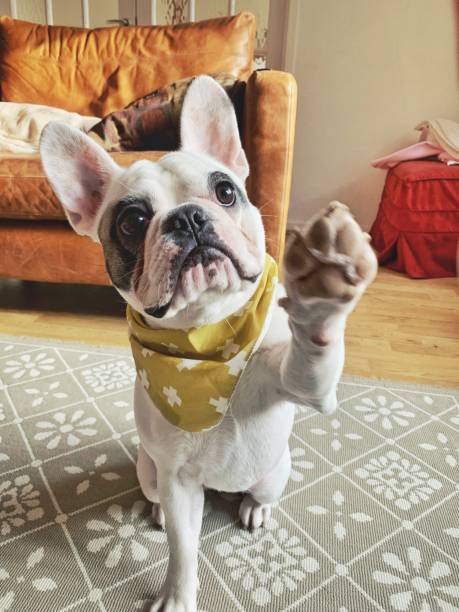 portrafrench bulldog cucciolo in bandana gialla dando cinque alti - english bulldog foto e immagini stock