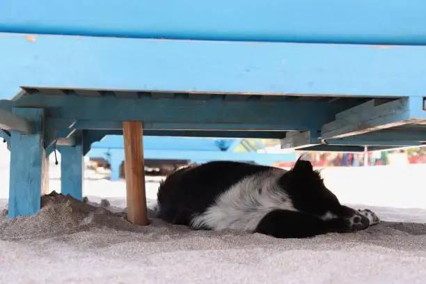 dog sleeping under a blue colored reclining chair on the beach