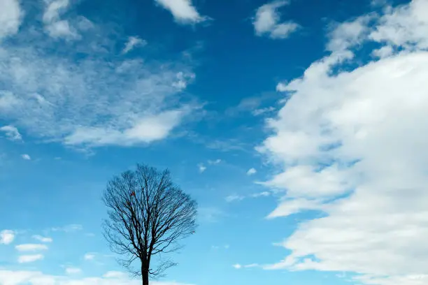 Dried Tree with Cloudy Blue Sky. Beauty in Nature, Weather and Season Concept